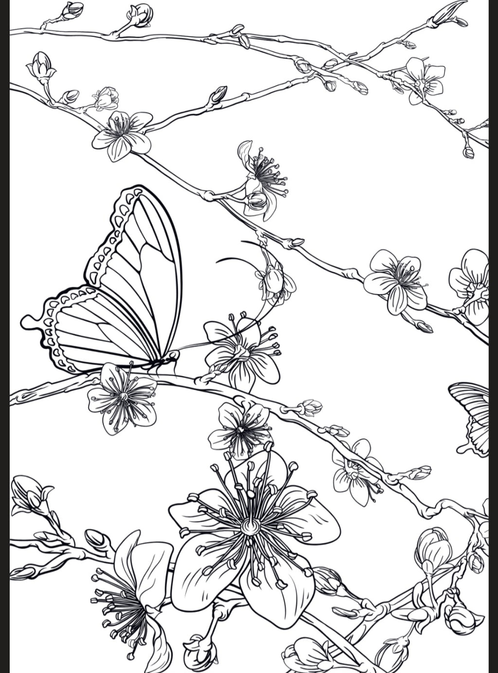 Flowers & Butterflies A5 Colouring Inserts