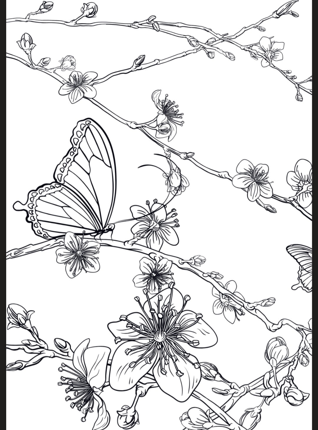 Flowers & Butterflies A5 Colouring Inserts
